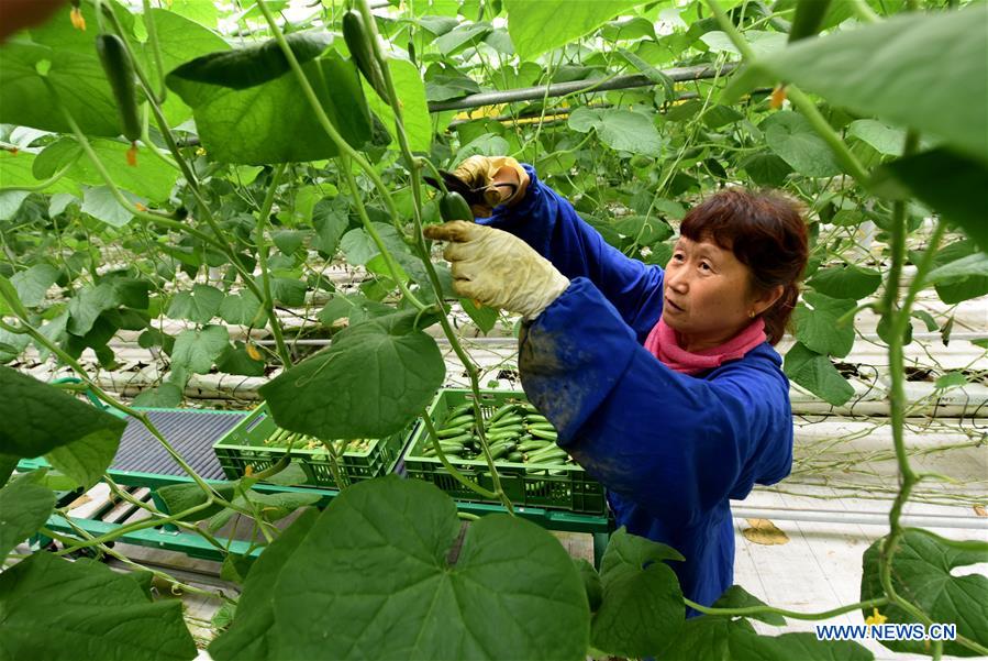 North China's Hebei rushes to replenish Beijing's vegetable supply