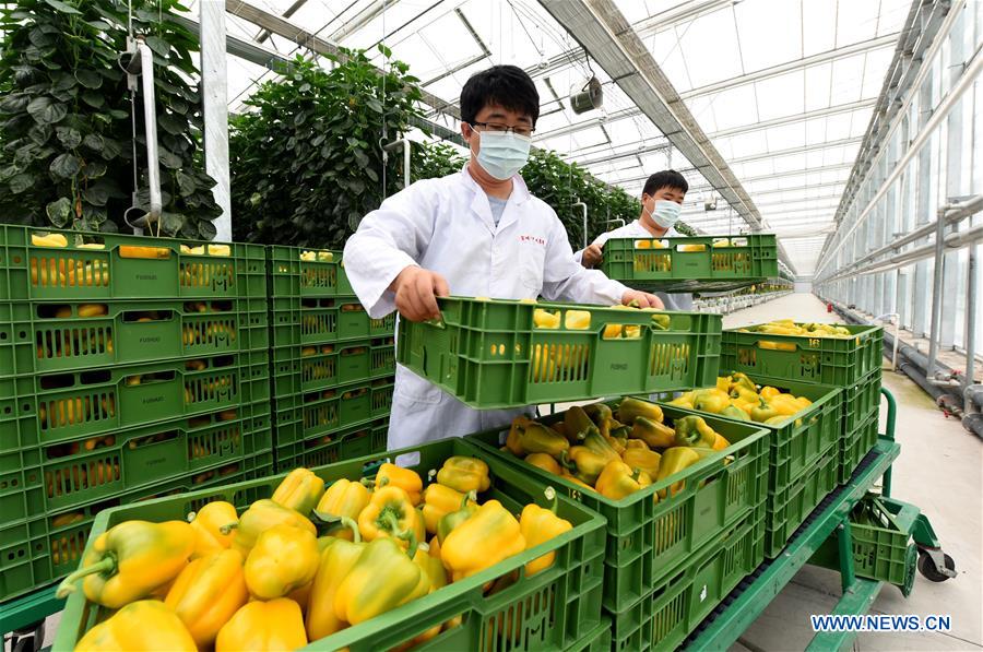 North China's Hebei rushes to replenish Beijing's vegetable supply