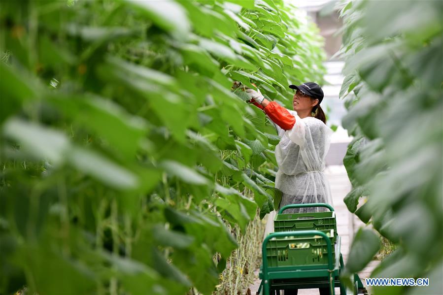 North China's Hebei rushes to replenish Beijing's vegetable supply