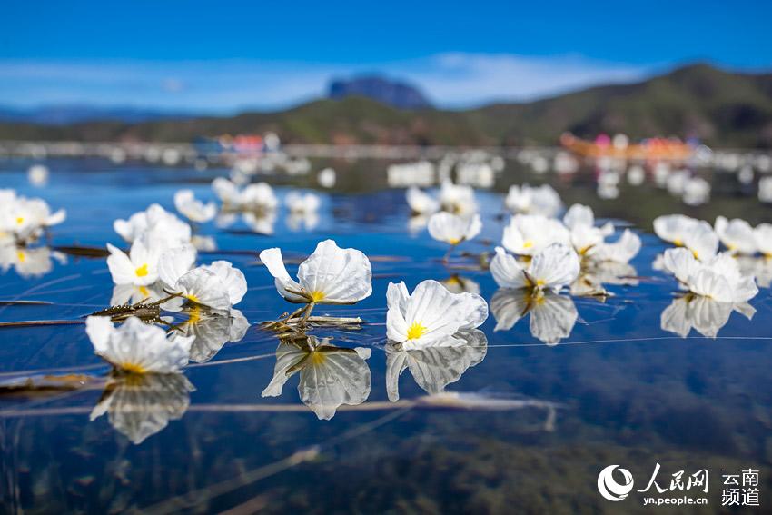 Ottelia acuminata in full bloom in Yunnan province