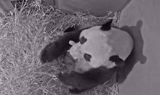 Chinese, Dutch leaders exchange congratulations on birth of panda cub