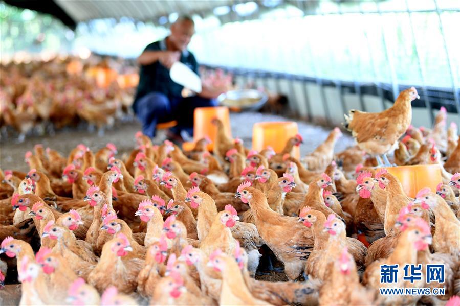 Poor farmer in East China's Anhui becomes poultry expert 