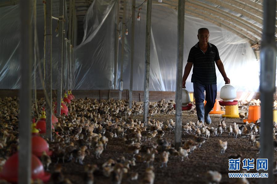 Poor farmer in East China's Anhui becomes poultry expert 