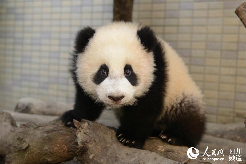 Mainland giant panda has second cub in Taiwan