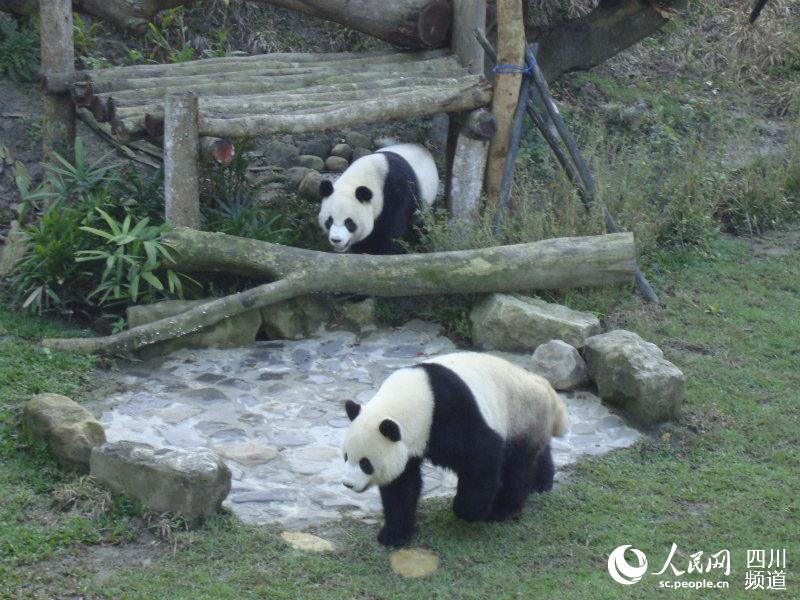 Mainland giant panda has second cub in Taiwan