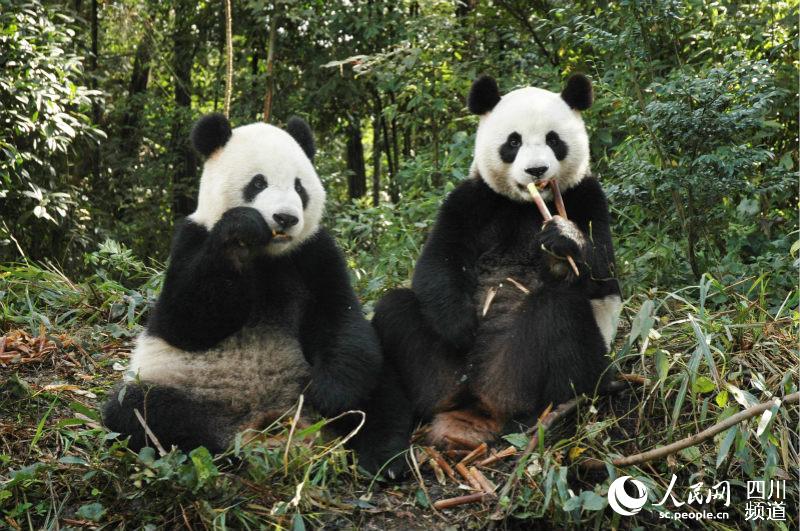 Mainland giant panda has second cub in Taiwan