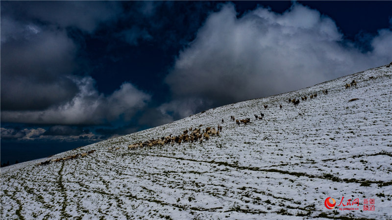 Snowfall turns Xinjiang grasslands into picturesque wonderland