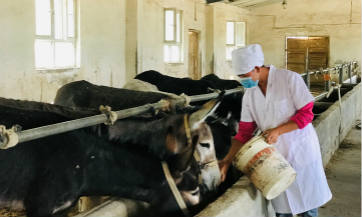 Donkey business helps Xinjiang village get rid of poverty, improve livelihood