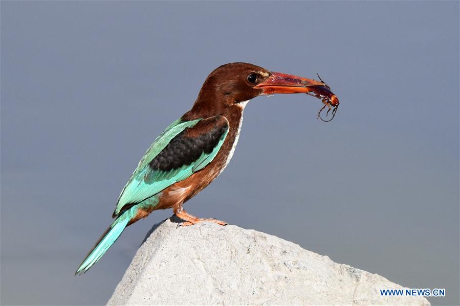 White-throated kingfisher flies over waters in Kuwait City