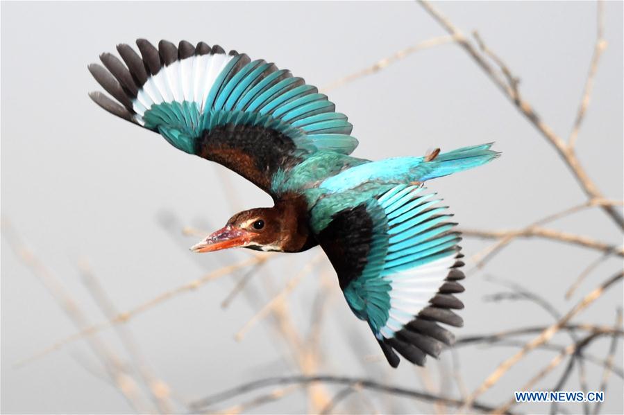 White-throated kingfisher flies over waters in Kuwait City