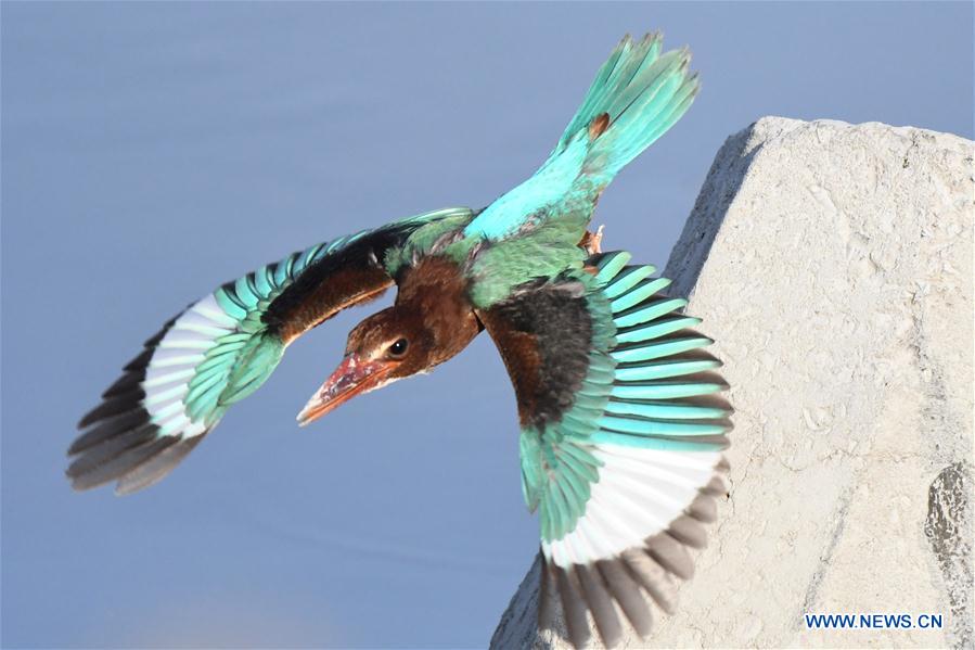 White-throated kingfisher flies over waters in Kuwait City