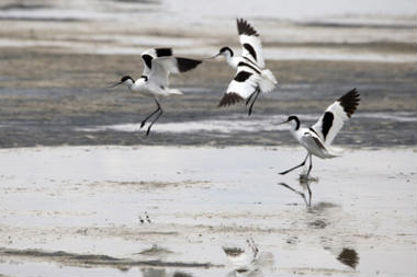 China’s ‘river chief’ system improves water quality