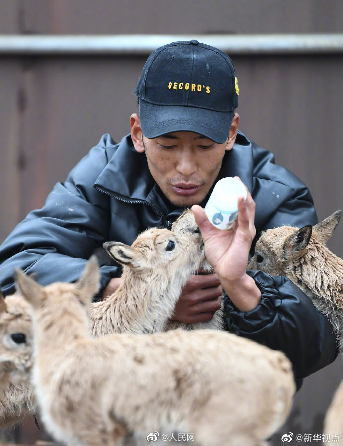 Eleven baby antelopes rescued in China's Hoh Xil