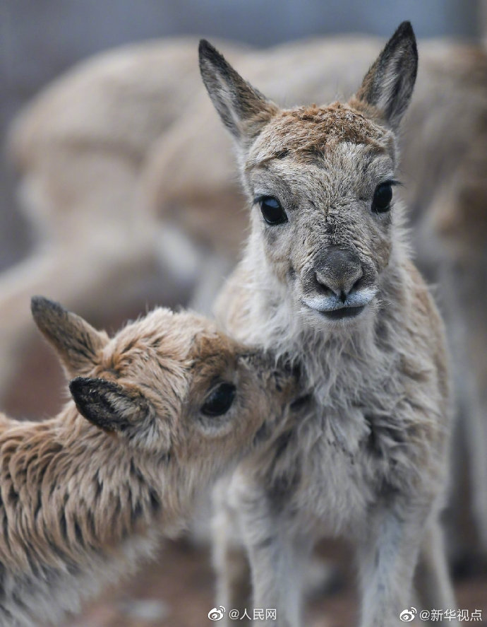 Eleven baby antelopes rescued in China's Hoh Xil