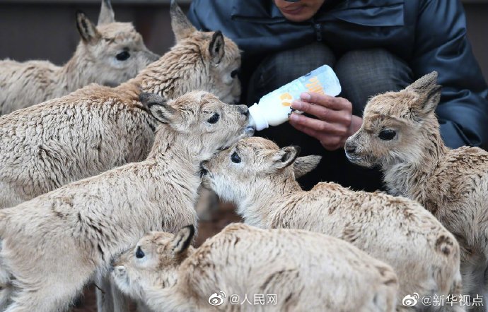 Eleven baby antelopes rescued in China's Hoh Xil