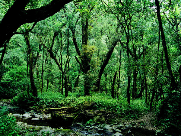 Wonderful Pu'er with rich natural resources - People's Daily