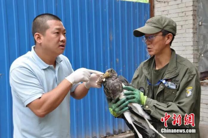 Official in NW China engages in saving wildlife for almost 10 years