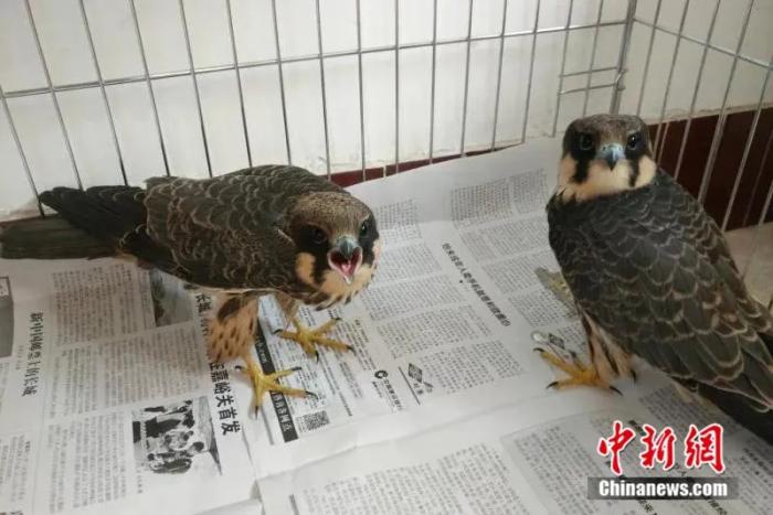 Official in NW China engages in saving wildlife for almost 10 years