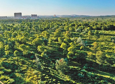 Saving the Great Oasis from Desertification