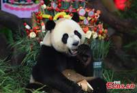 World's only surviving panda triplets celebrate 6th birthday