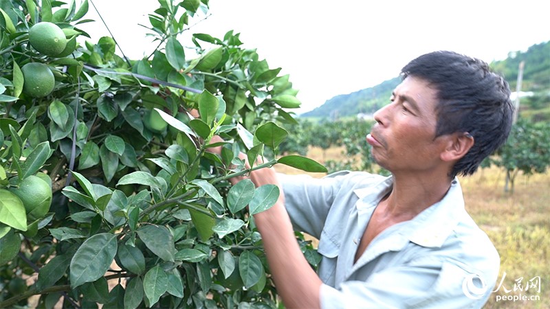 County in SE China’s Fujian develops under-forest industries to shake off poverty