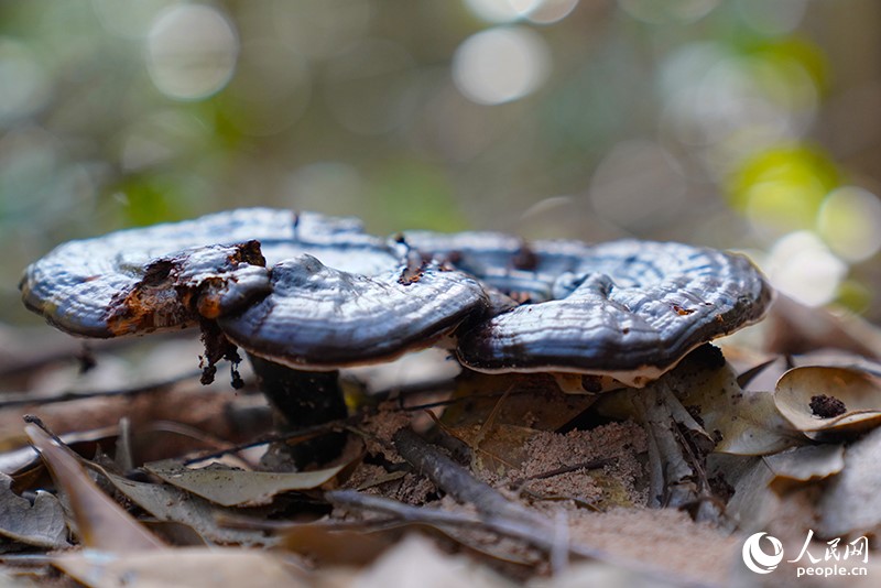 County in SE China’s Fujian develops under-forest industries to shake off poverty
