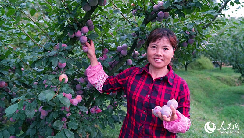 County in SE China’s Fujian develops under-forest industries to shake off poverty