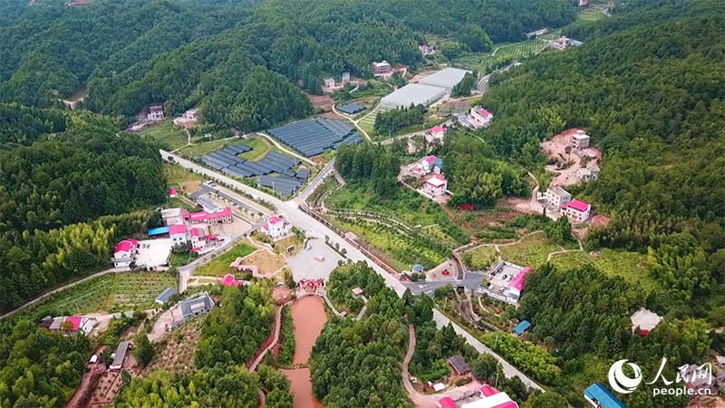 County in SE China’s Fujian develops under-forest industries to shake off poverty