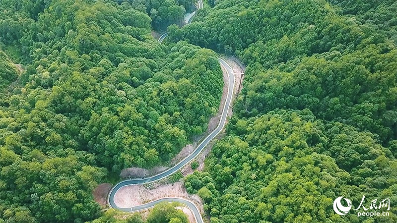 County in SE China’s Fujian develops under-forest industries to shake off poverty