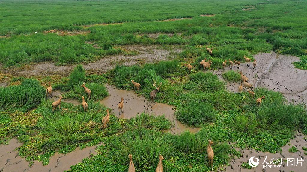 Around 50 milu deer spotted in wetland of E China’s Jiangsu