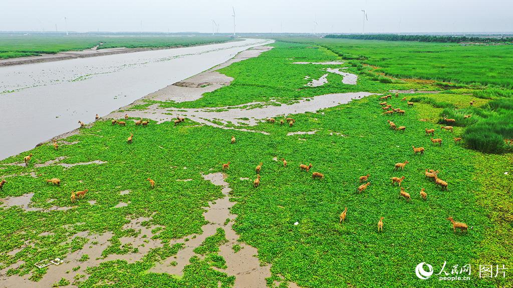 Around 50 milu deer spotted in wetland of E China’s Jiangsu