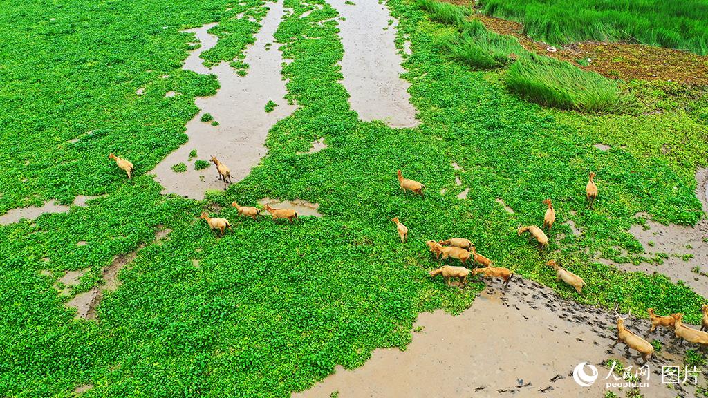 Around 50 milu deer spotted in wetland of E China’s Jiangsu