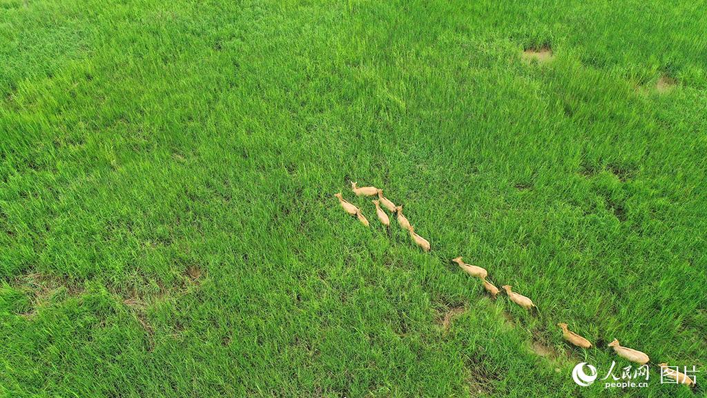 Around 50 milu deer spotted in wetland of E China’s Jiangsu