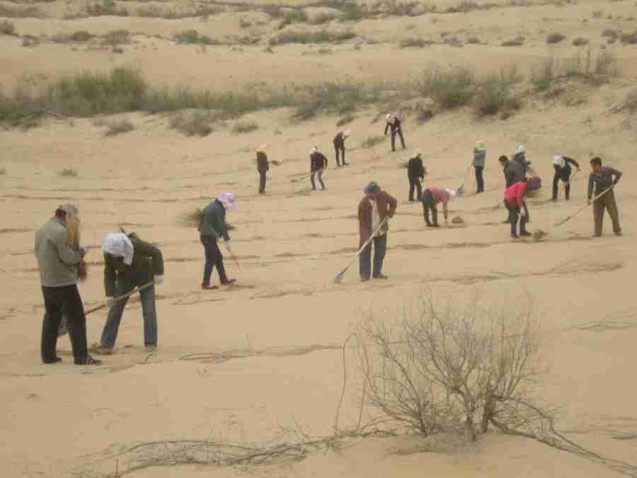 Mu Us Desert in Inner Mongolia sees amazing improvements in desertification control