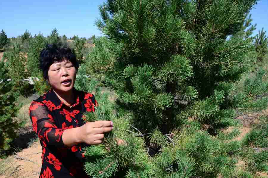 Mu Us Desert in Inner Mongolia sees amazing improvements in desertification control