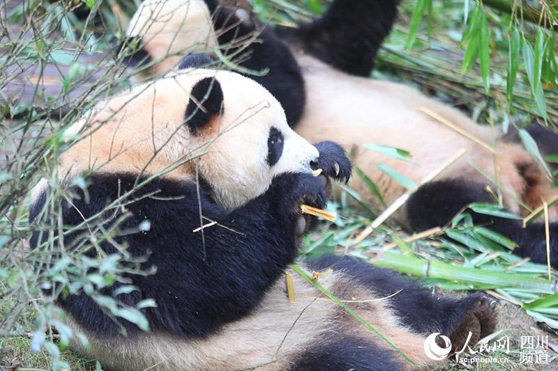 Giant panda Zhima selected as real image for Chengdu 2021 Universiade mascot Rongbao