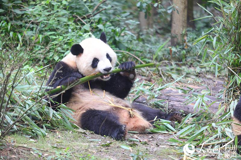 Giant panda Zhima selected as real image for Chengdu 2021 Universiade mascot Rongbao