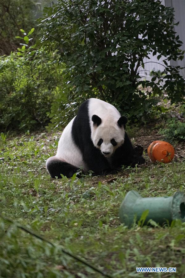 Giant panda gives birth to 