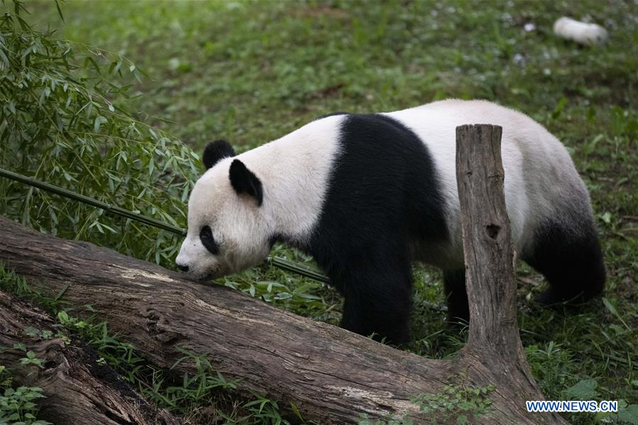 Giant panda gives birth to 