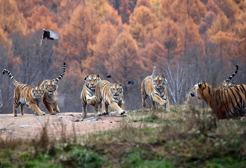 China’s national park system starts to yield fruits