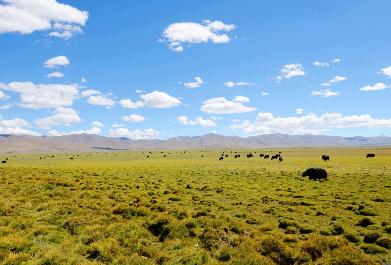 Tibet relocates residents from high-altitude nature reserves, creates better life