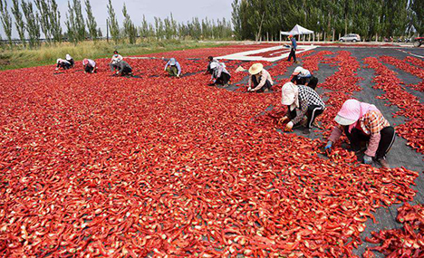 Farmers harvest chilies in Xinjiang