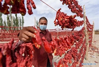 Farmers harvest chilies in Xinjiang