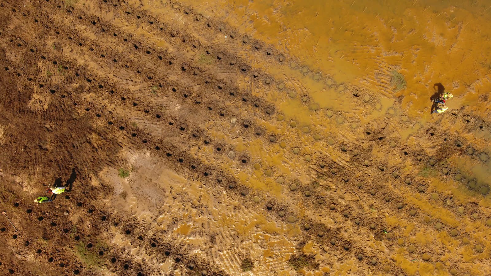 China to have 18,800 hectares of mangrove forests by 2025: action plan