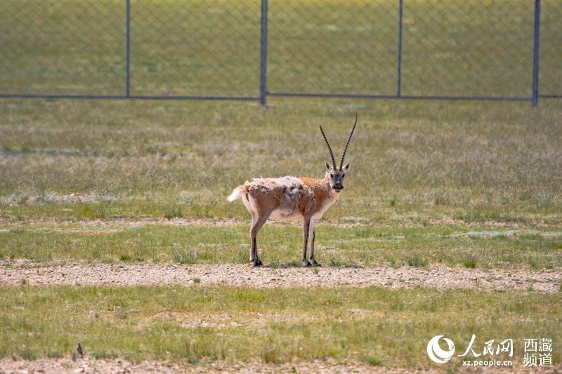 Qiangtang Plateau in SW China’s Tibet a paradise for wild animals