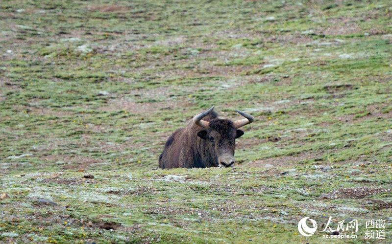 Qiangtang Plateau in SW China’s Tibet a paradise for wild animals