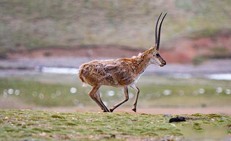 Qiangtang Plateau in Tibet a paradise for wild animals
