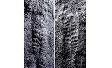 Chinese, US scientists find 550 million years ago ‘leaves’ in Central China’s Hubei