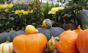 Autumn flower festival opens in Moscow