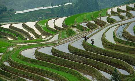 Miao village in Guizhou Province becomes increasingly livable